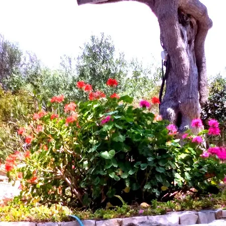 Montefiore * גאליפולי
